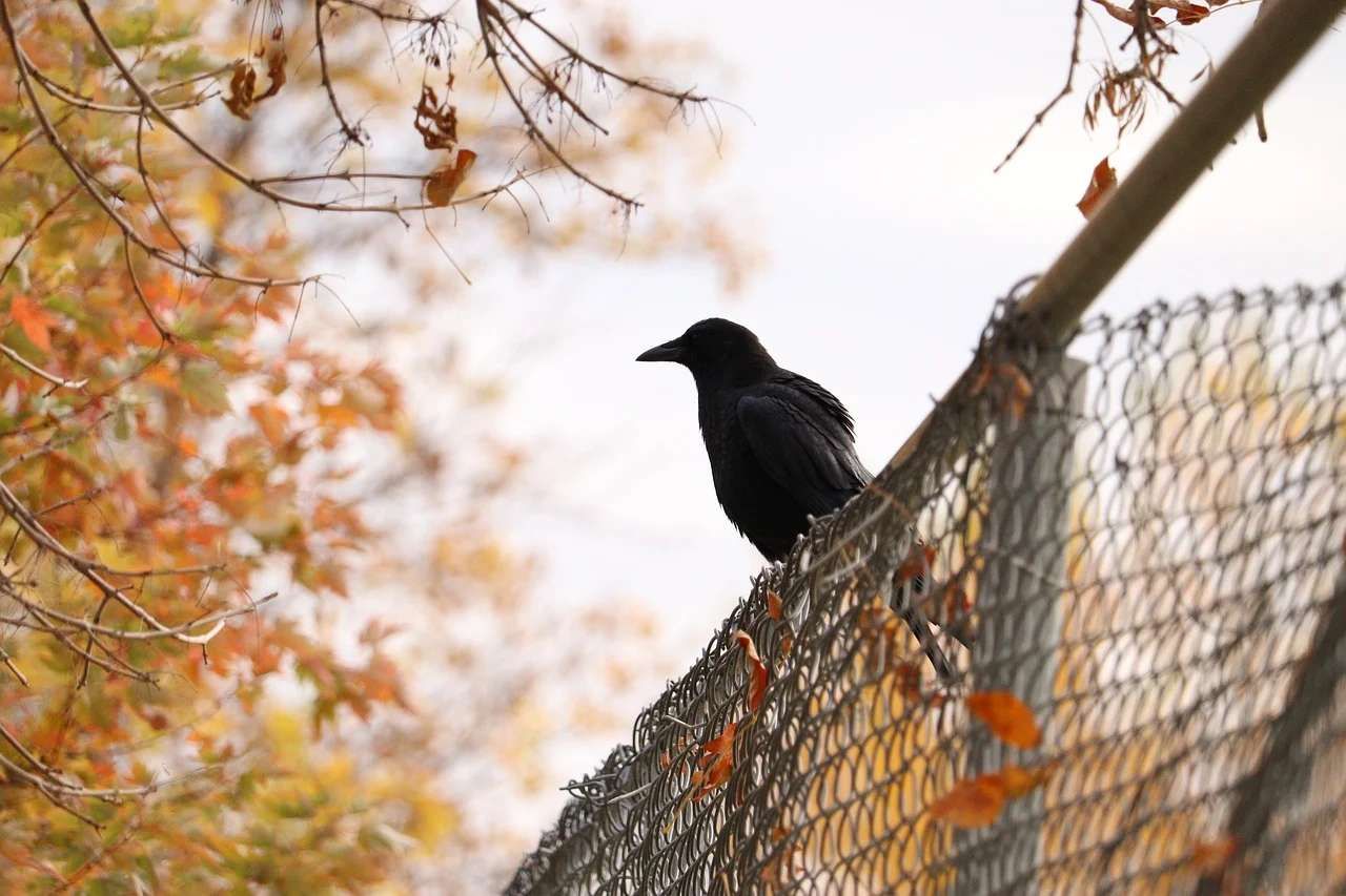 Burung Gagak Mengitari Rumah: Mitos atau Fakta?