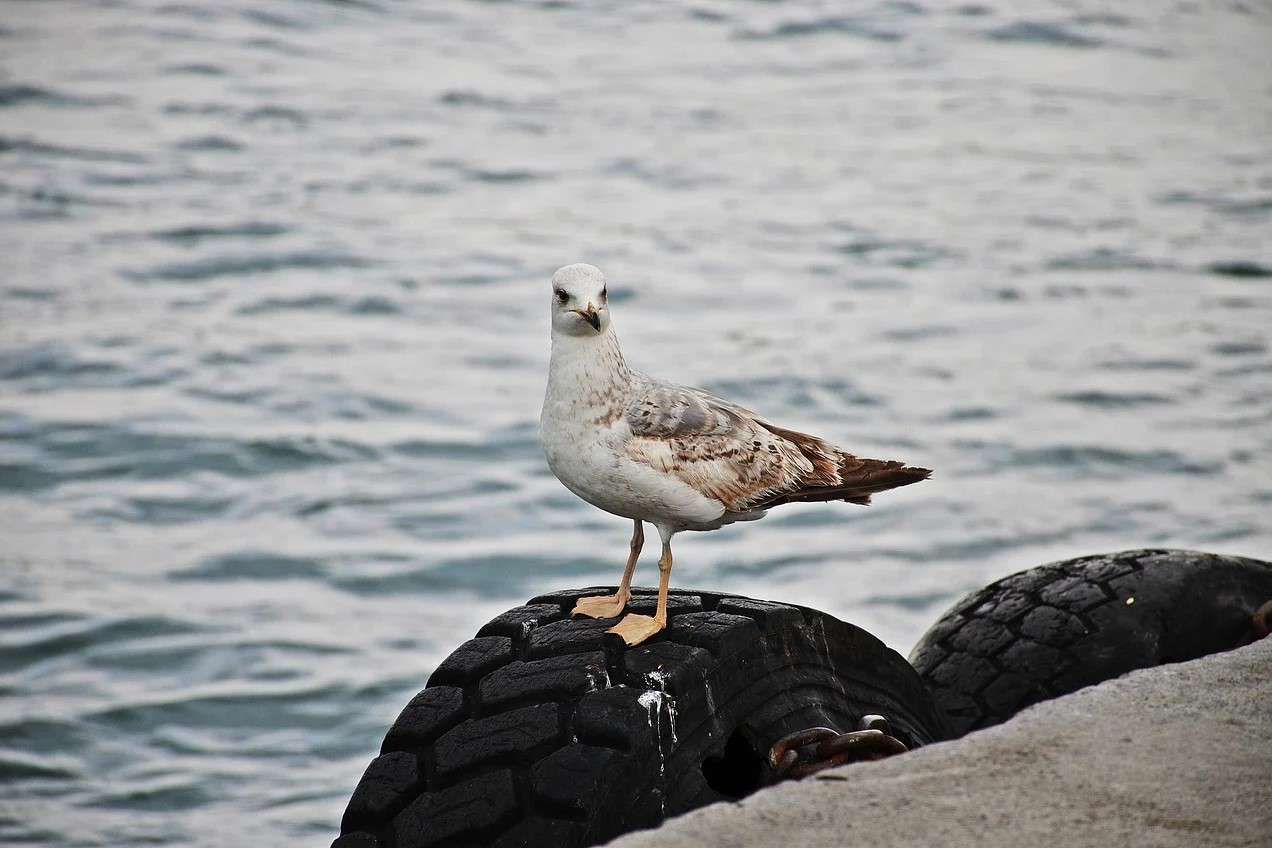 Habitat Burung Camar: Tidak Hanya Pantai