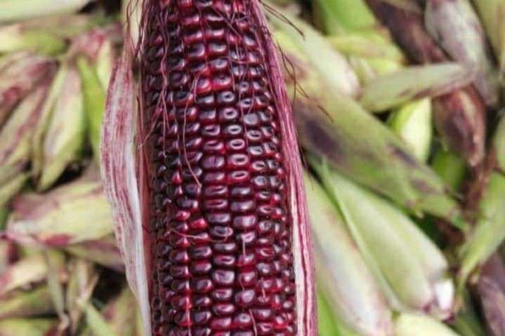 Jagung Ketan Ungu: Permata Ungu Kaya Manfaat