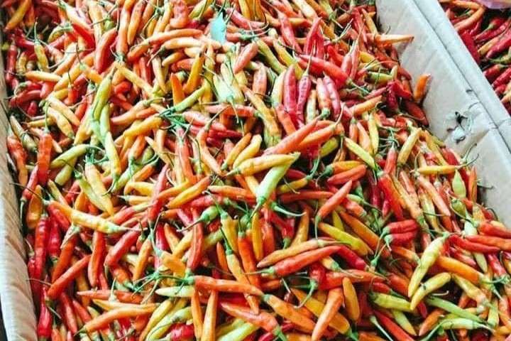 Cabai Setan: Si Pedas yang Menggoda