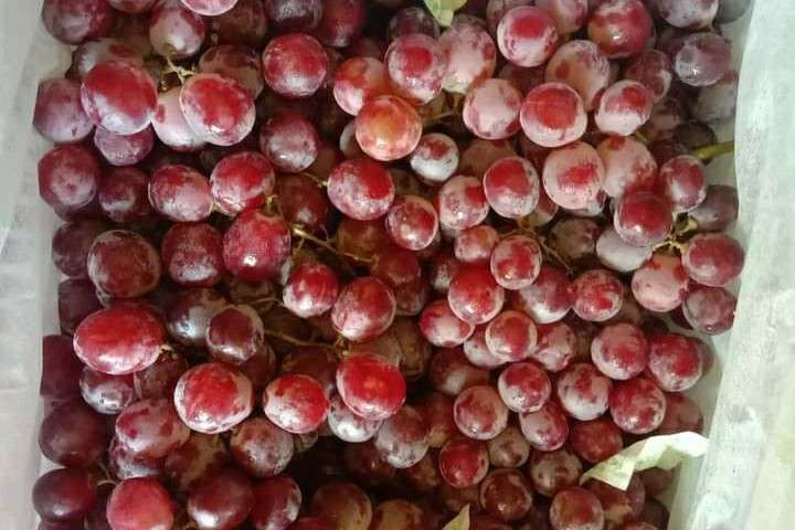 Anggur Merah: Si Merah Mungil Kaya Manfaat - RRI.co.id