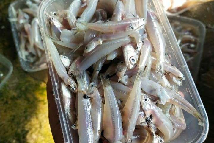 Ragam Olahan Teri Nasi Basah: Lezat dan Bergizi