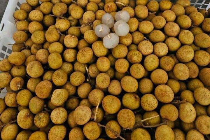 Jenis-Jenis Kelengkeng yang Menggoda Lidah