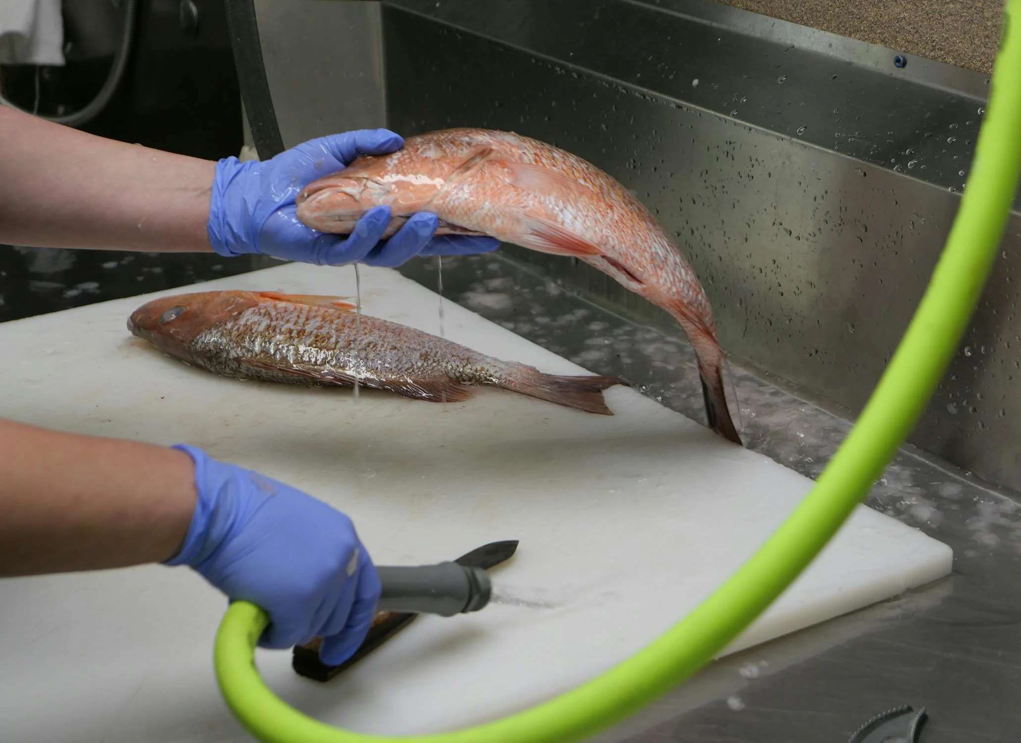 Tips Membersihkan Ikan Sebelum Dimasak: Panduan Lengkap Pemula