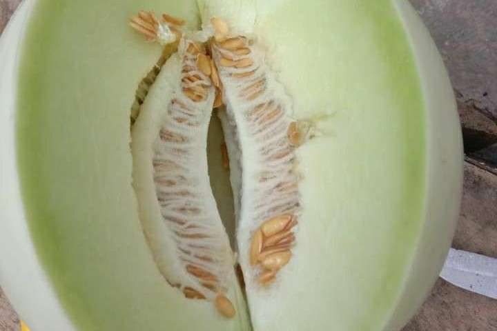 Manfaat Buah Melon: Segar, Manis, dan Sehat