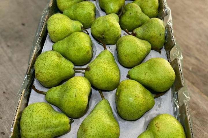 Mengenal Buah Pir Packham Afrika
