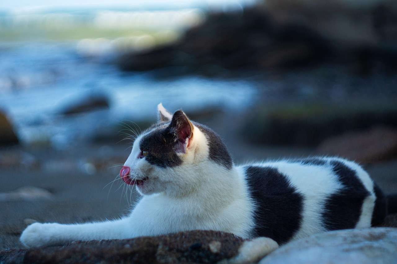 Mengapa Kucing Suka Menjilat? Lebih dari Membersihkan Diri