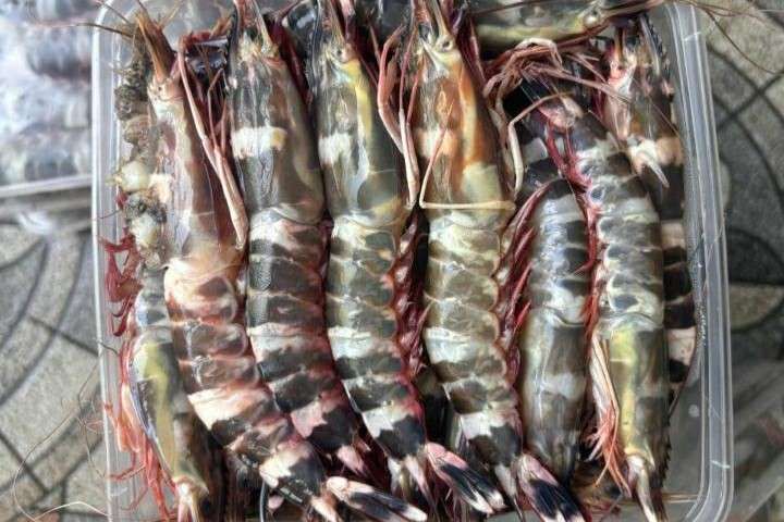 Ide Olahan Udang Windu yang Menggugah Selera