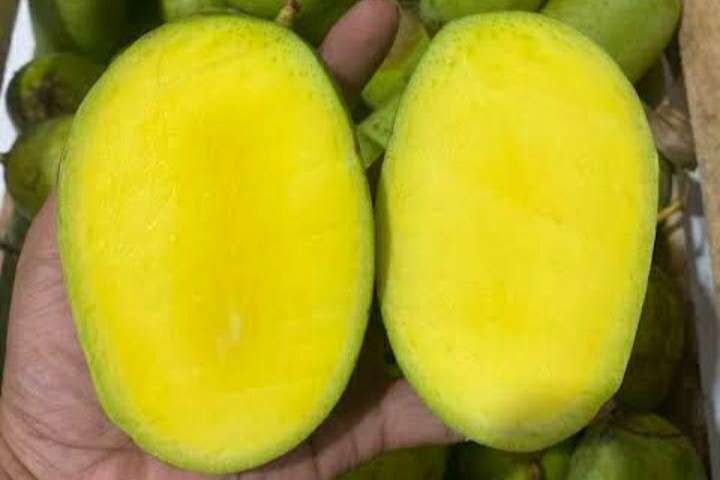 Ciri-Ciri Mangga Kweni yang Matang dan Manis