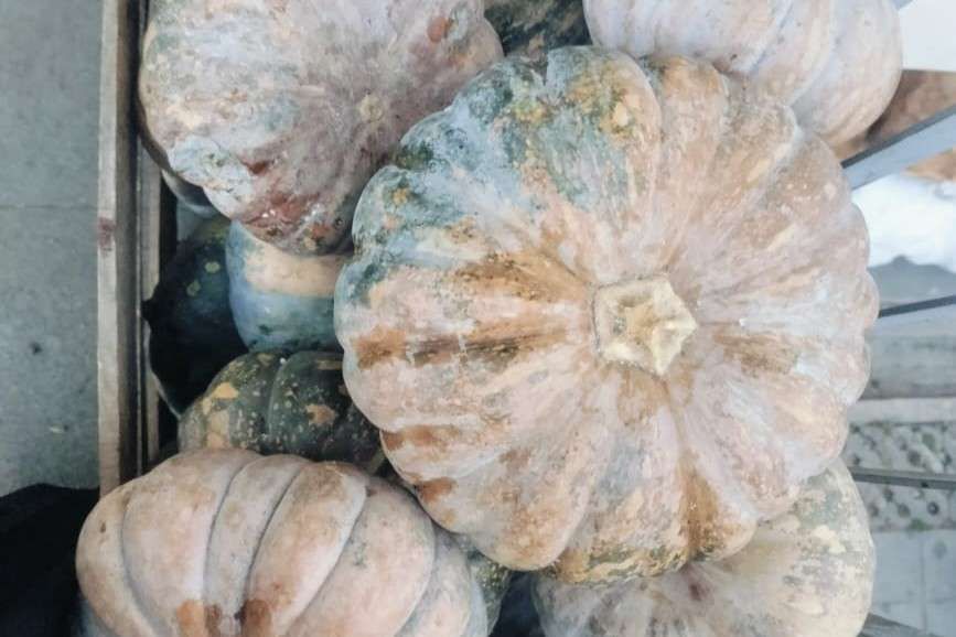 Tips Memilih Labu Kuning yang Matang dan Manis