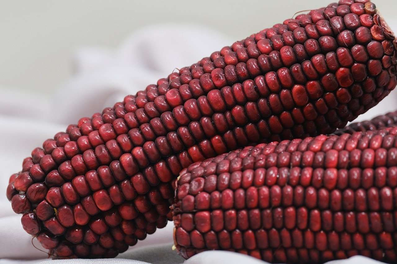 Resep Sederhana Olahan Jagung Ketan Ungu untuk Rumahan