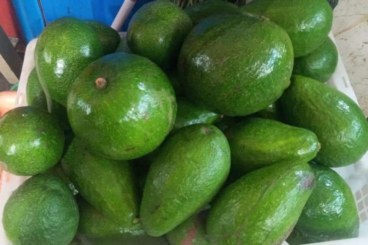 Cara Menyimpan Alpukat agar Tahan Lama Tetap Segar