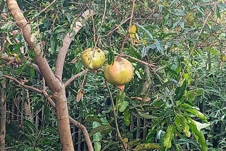 Peluang Usaha Budidaya Pohon Delima di Lahan Sempit