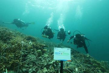 BRI Peduli, Transplantasi Terumbu Karang di Pulau Maratua