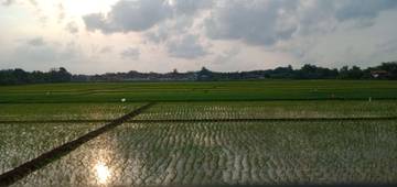 Pemerintah Terbitkan Perpres Perkuat Pengawasan Pupuk Subsidi