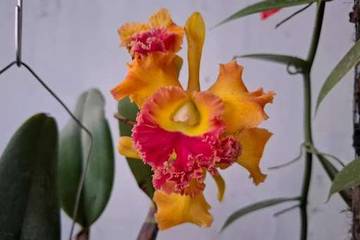 Warna-warna Anggrek Cattleya yang Paling Diminati