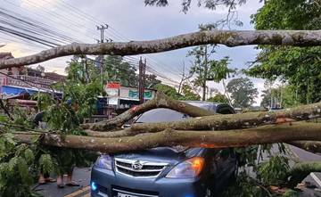 Mobil Minibus Tertimpa Pohon Tumbang di Tengaran