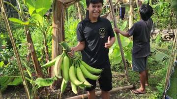 Pisang Byar, Pisang Tanduk Khas Muria Kudus
