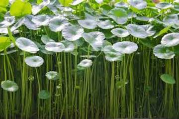 Kulit Muka Breakout? Atasi dengan Daun Centella Asiatica