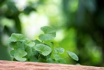 Jerawat Membandel, Atasi dengan Ramuan Herbal Pegagan