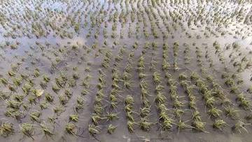 Banjir Rendam Ribuan Hektare Sawah di Pati