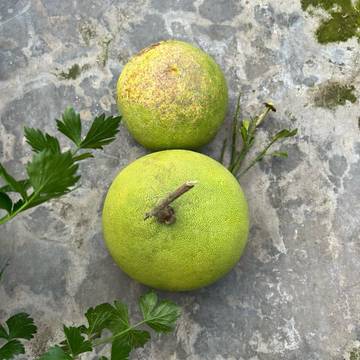 Kesegaran Jeruk Bali Sang Pendukung Kesehatan