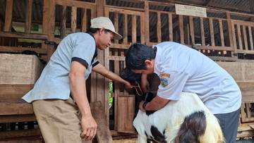 Kambing Jawa Randu Hidupkan Ekonomi Desa di Jepara