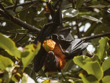 Kewaspadaan Dini Cegah Penyebaran Virus Nipah