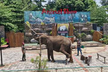 Semarang Zoo Tiadakan Atraksi Tunggang Gajah