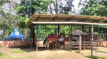 Kebun Binatang Semarang Hentikan Atraksi Gajah Tunggang