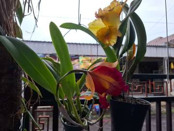 Melihat Bunga, Cara Sederhana Melepas Penat