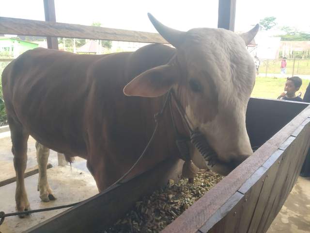 Mengenal Sapi Brahman di Kutai Barat 