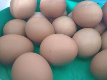 Harga Telur Ayam Negeri di Kutai Barat Stabil