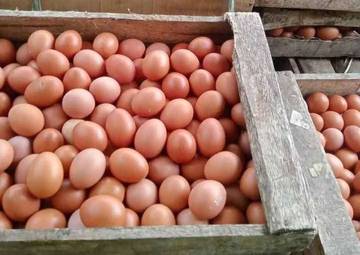 Harga Telur Jelang Puasa Stabil 