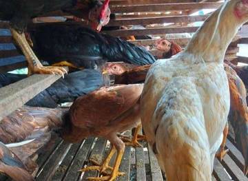 Keunggulan Daging Ayam Kampung dan Ayam Potong 