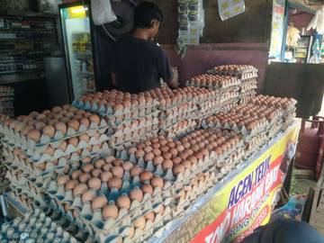 Penyebab Telur Ayam Broiler Tidak Dapat Menetas 