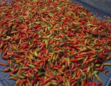 Harga Cabai Jelang Idul Adha Turun 