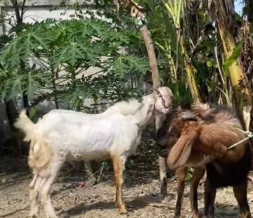 Cara Memilih Hewan Qurban yang Baik