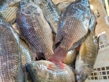 Cek Kandungan Gizi Dalam Ikan Nila 