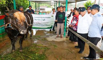 Rayakan Iduladha, OIKN Siapkan 31 Ekor Sapi Kurban