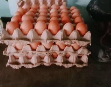 Harga Telur di Kutai Barat Fluktuatif 