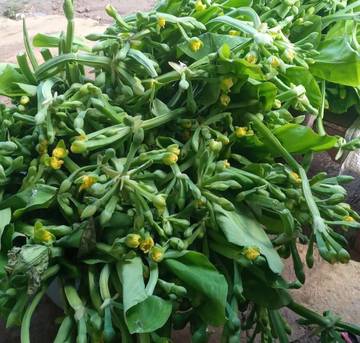 Sayur Genjer Dicari, Tapi Sulit Ditemui Pembeli di Kubar