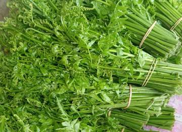 Sayur Pakis Liar Kubar Kian Diburu Pembeli