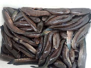 Harga Pasar Melak: Nila Turun, Gabus Naik