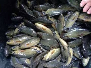Pepuyu, Ikan Rawa Bernilai Ekonomis 