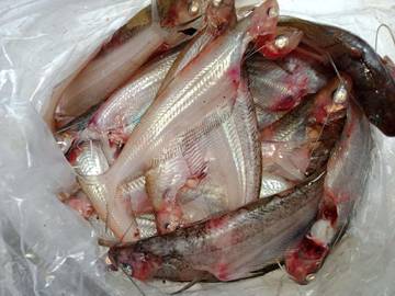 Ikan Lais Ikan Lokal Bernilai Ekonomis 