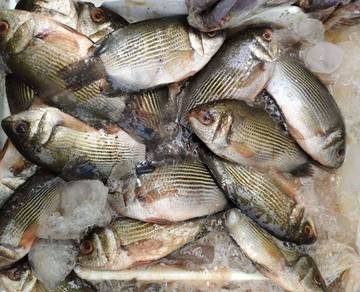 Harga Ikan Asin di Kutai Barat Lebih Mahal