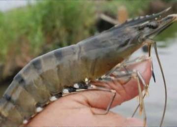 Harga Fantastis Udang Galah Belum Tergarap Nelayan Kubar