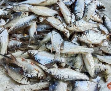 Ikan Kendia Diasinkan, Harga Jual Lebih Tinggi