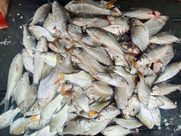Ikan Repang Kutai Barat Naik Saat Diasinkan